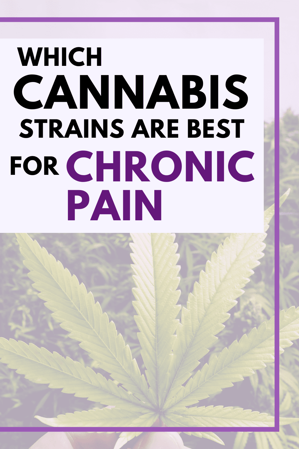 Which Cannabis Strains Are Best for Chronic Pain?