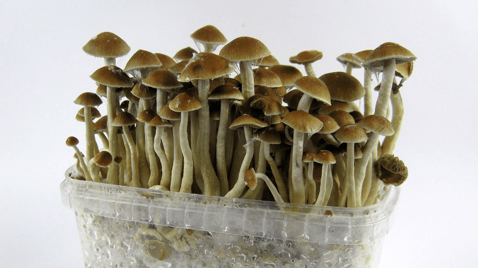 effects of psilocybin from magic mushrooms