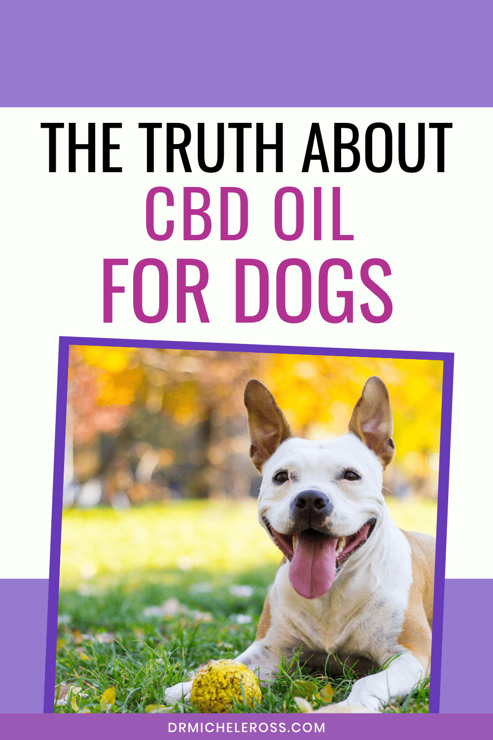 happy dog sitting outside after treatment with cbd oil