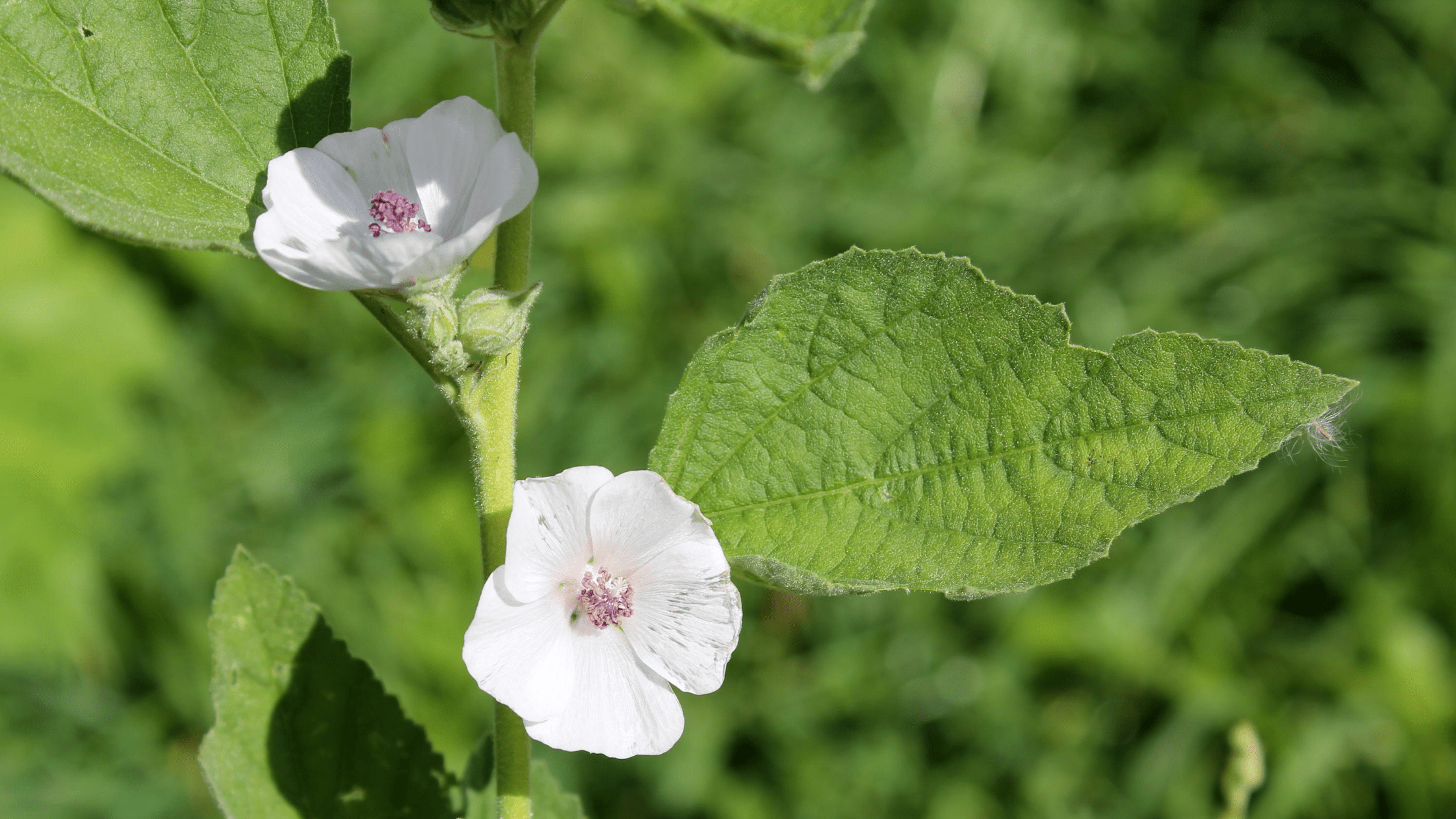 white flowers of marshmallow plant which naturally relieves sore throat pain