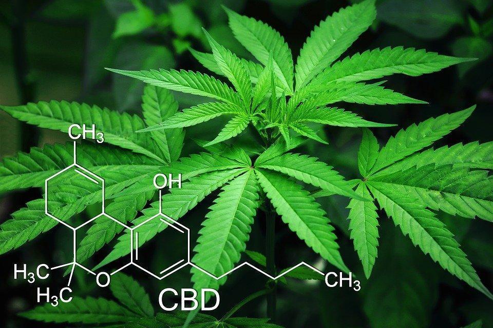 Cannabis plant containing CBD can help addiction 