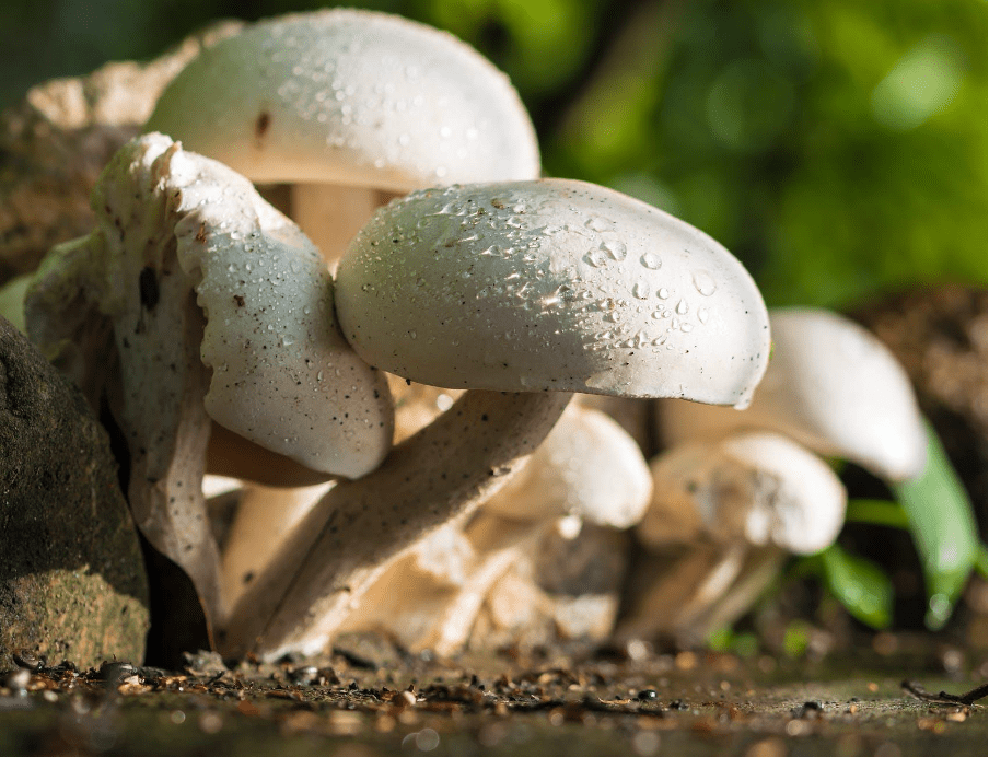 mushrooms can boost immune system health
