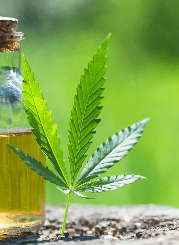 cbd or thc for chronic pain