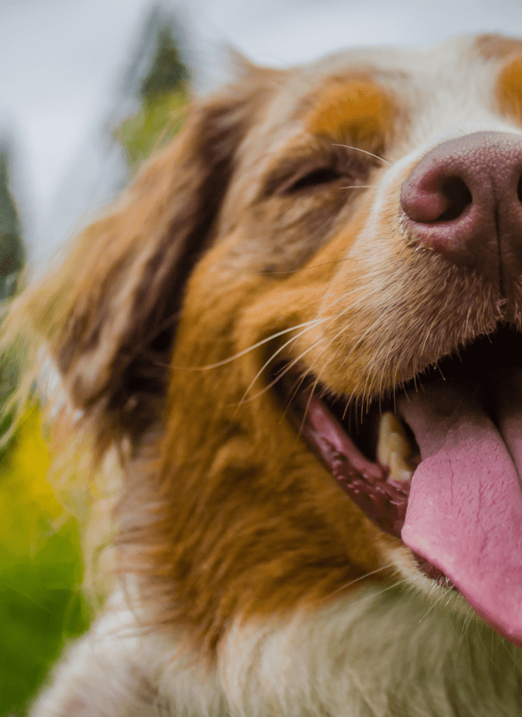 cbd dog treats helps puppies with anxiety