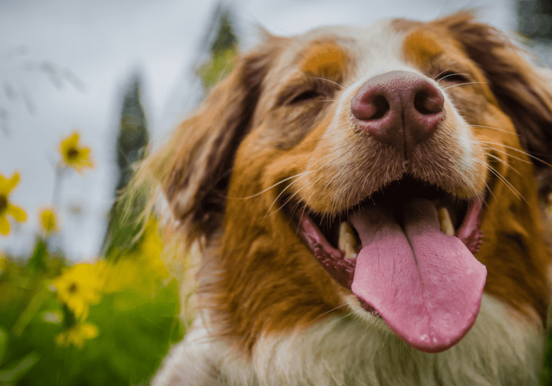 cbd dog treats helps puppies with anxiety