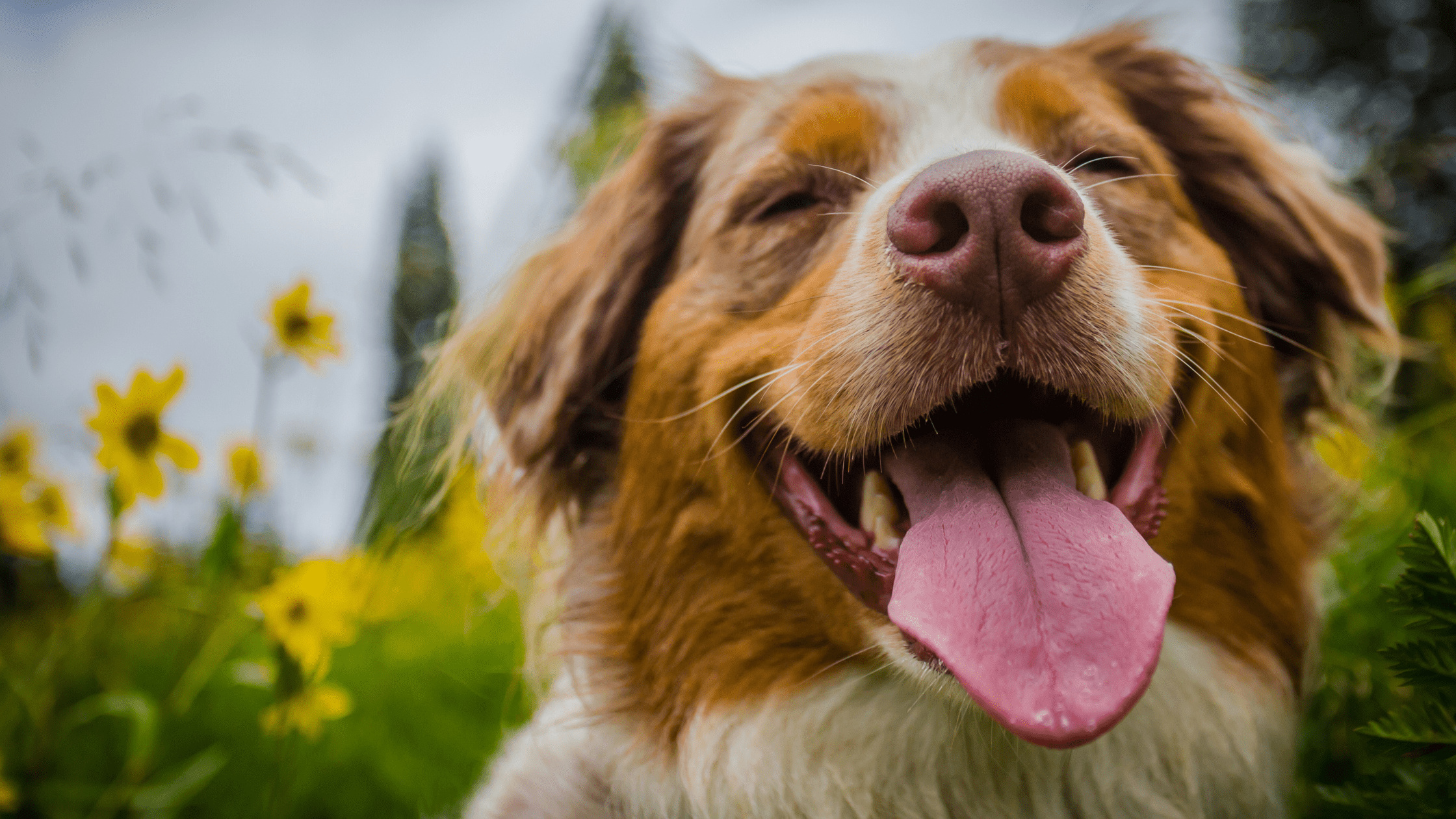 cbd dog treats helps puppies with anxiety