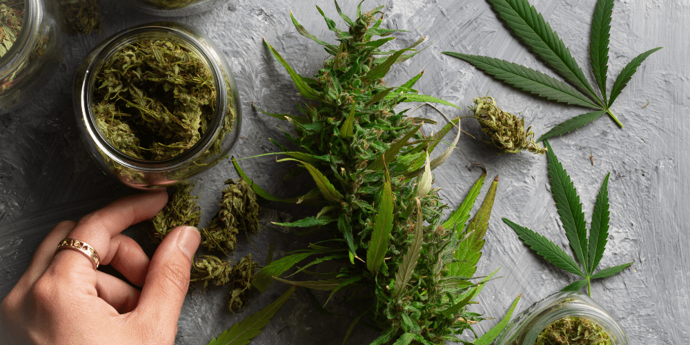 medical marijuana cannabis flower leaves