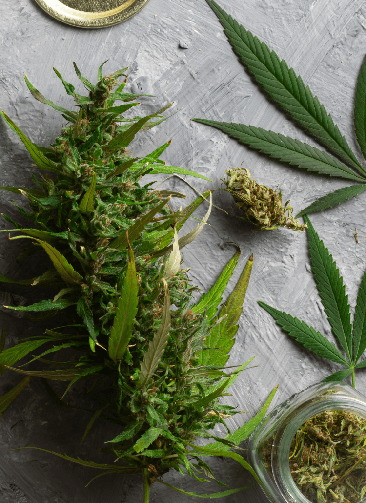 medical marijuana flower weed buds pot leaves