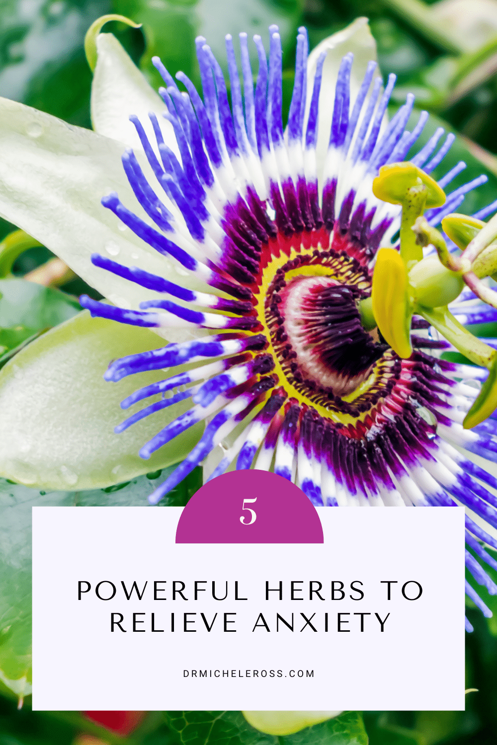 powerful passionflower herbal blend for anxiety
