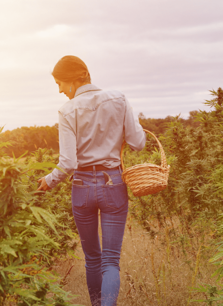 woman growing cannabis on farm