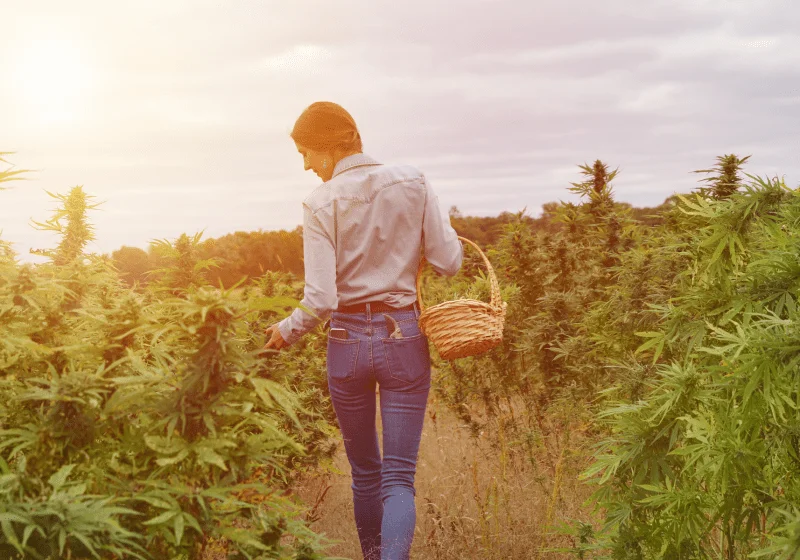 woman growing cannabis on farm