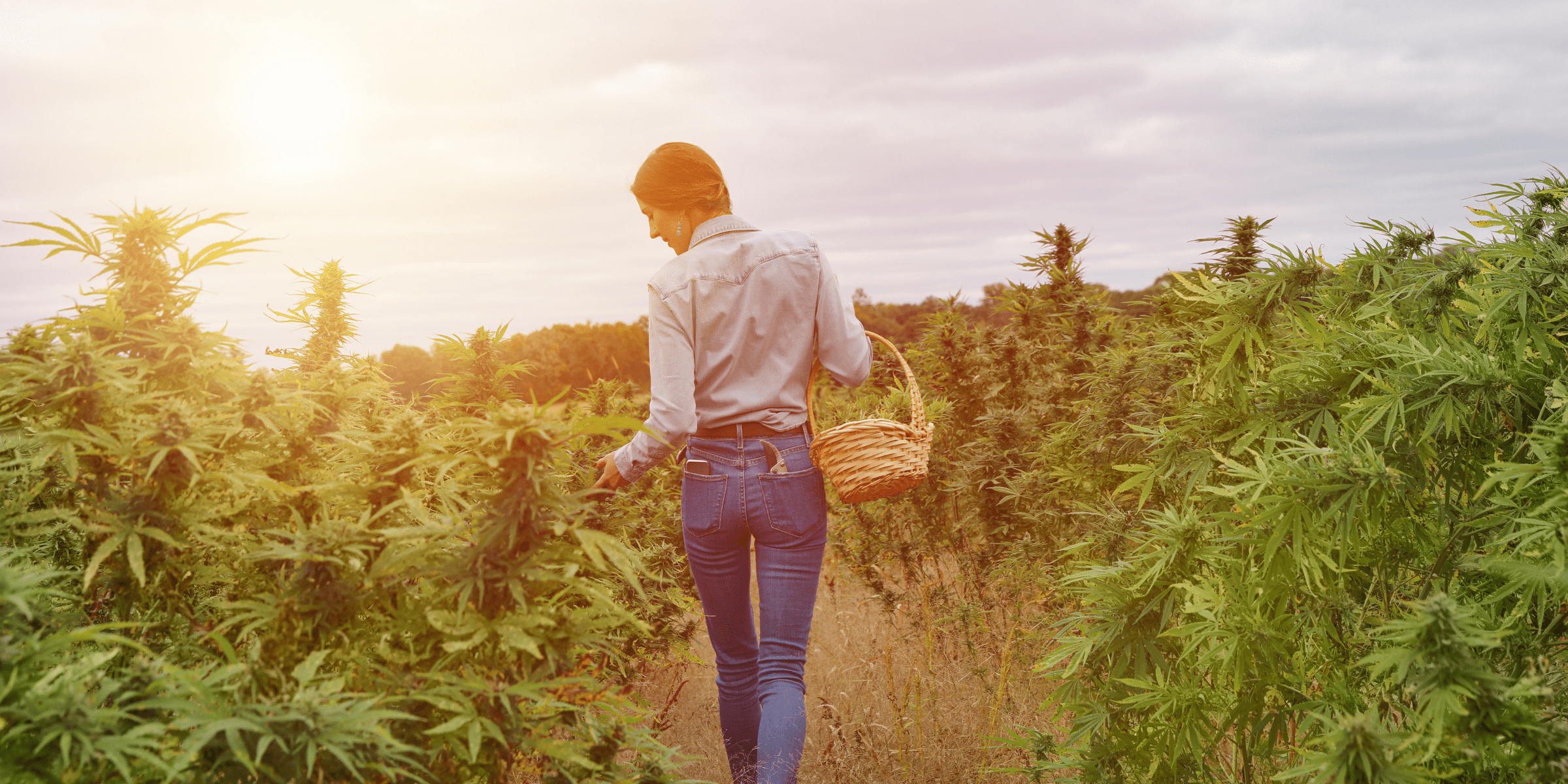 woman growing cannabis on farm