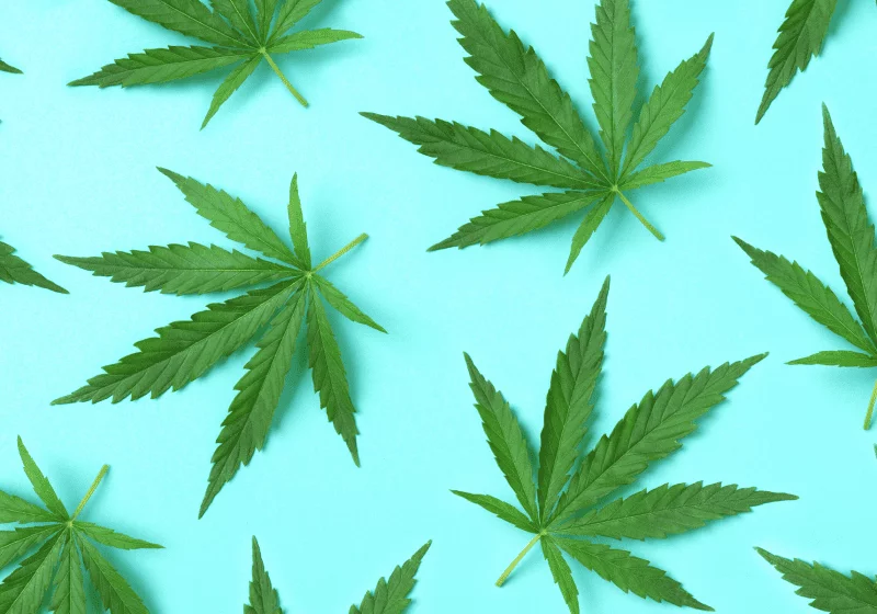 cannabis pot leaves medical marijuana