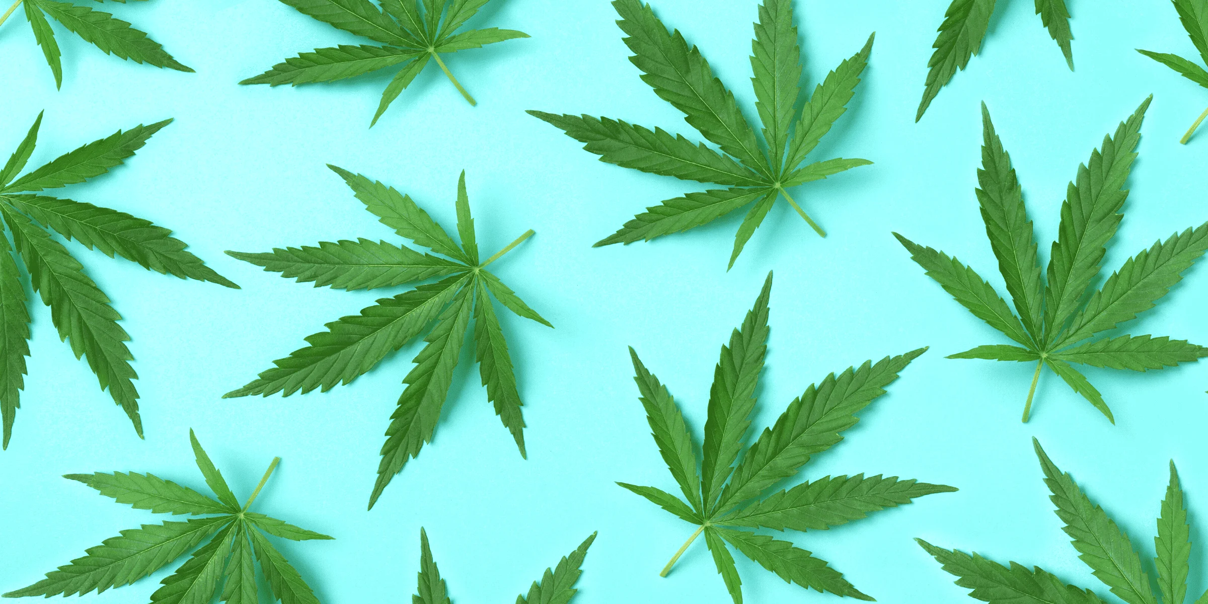 cannabis pot leaves medical marijuana
