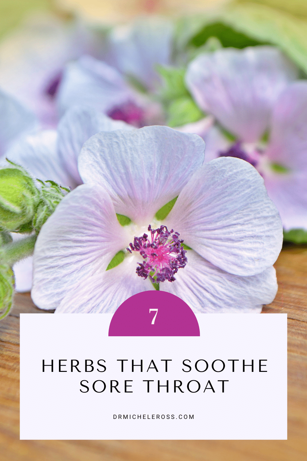 marshmallow herb helps relieve sore throat