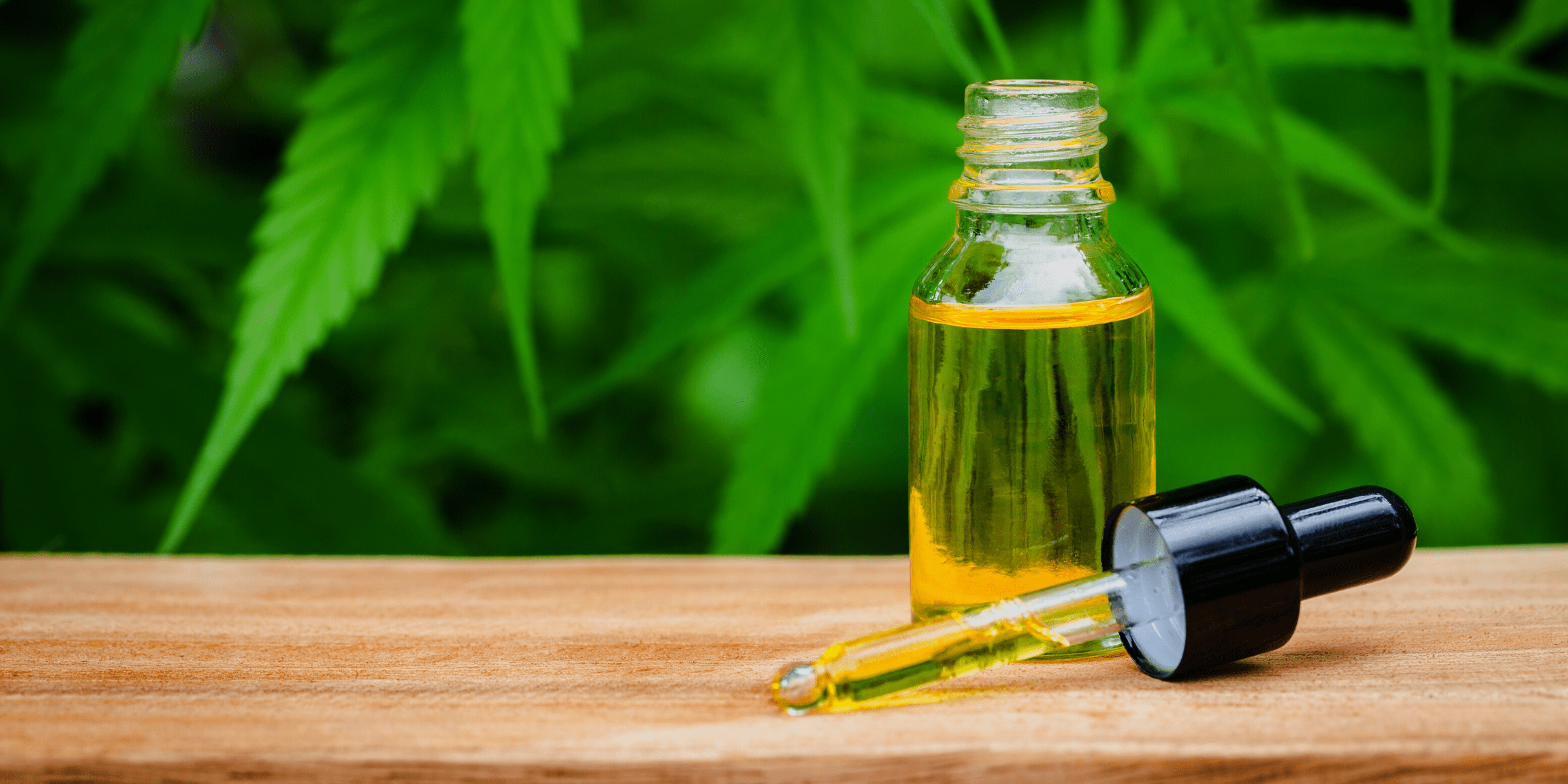 thc-free hemp oil contain cbd and no marijuana