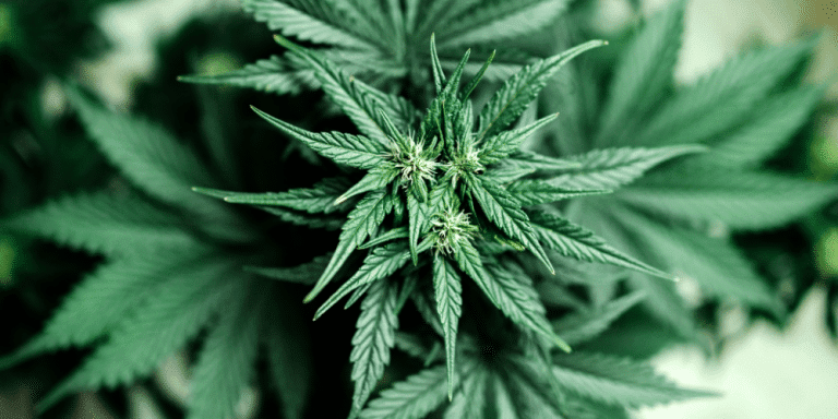 medical marijuana also known as cannabis