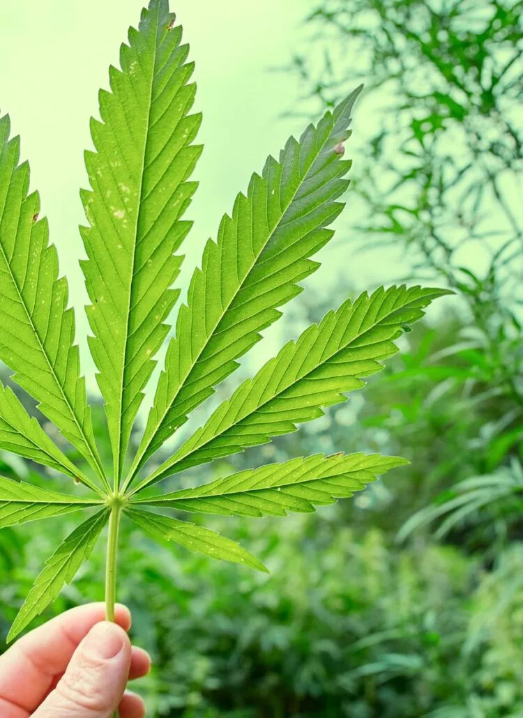 cannabis leaf held in hand on a weed farm