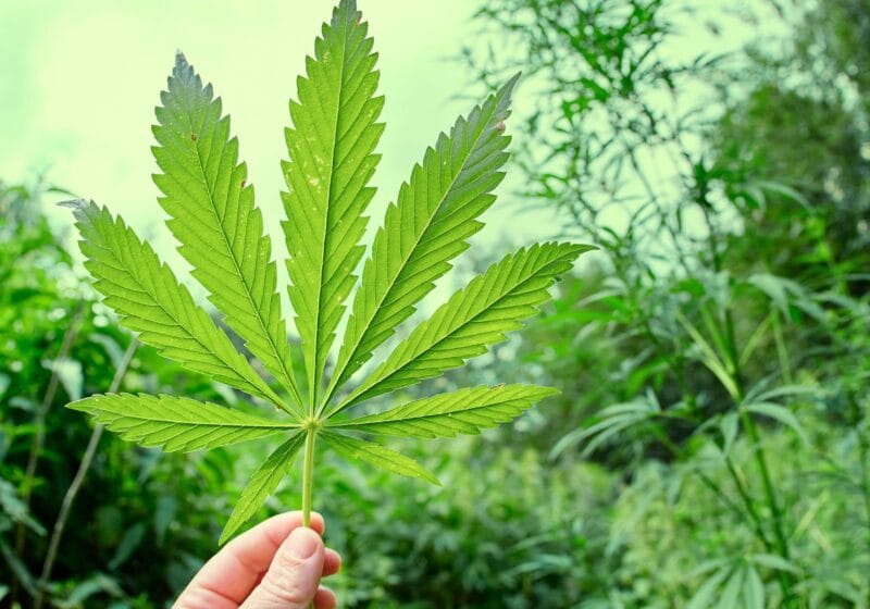 cannabis leaf held in hand on a weed farm