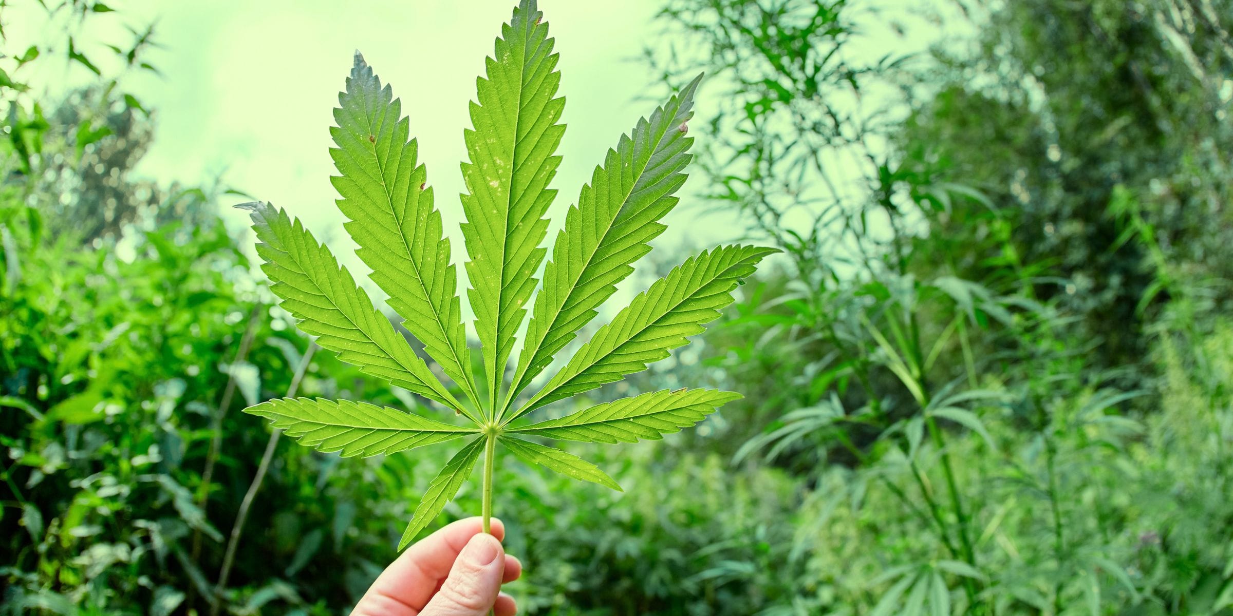 cannabis leaf held in hand on a weed farm
