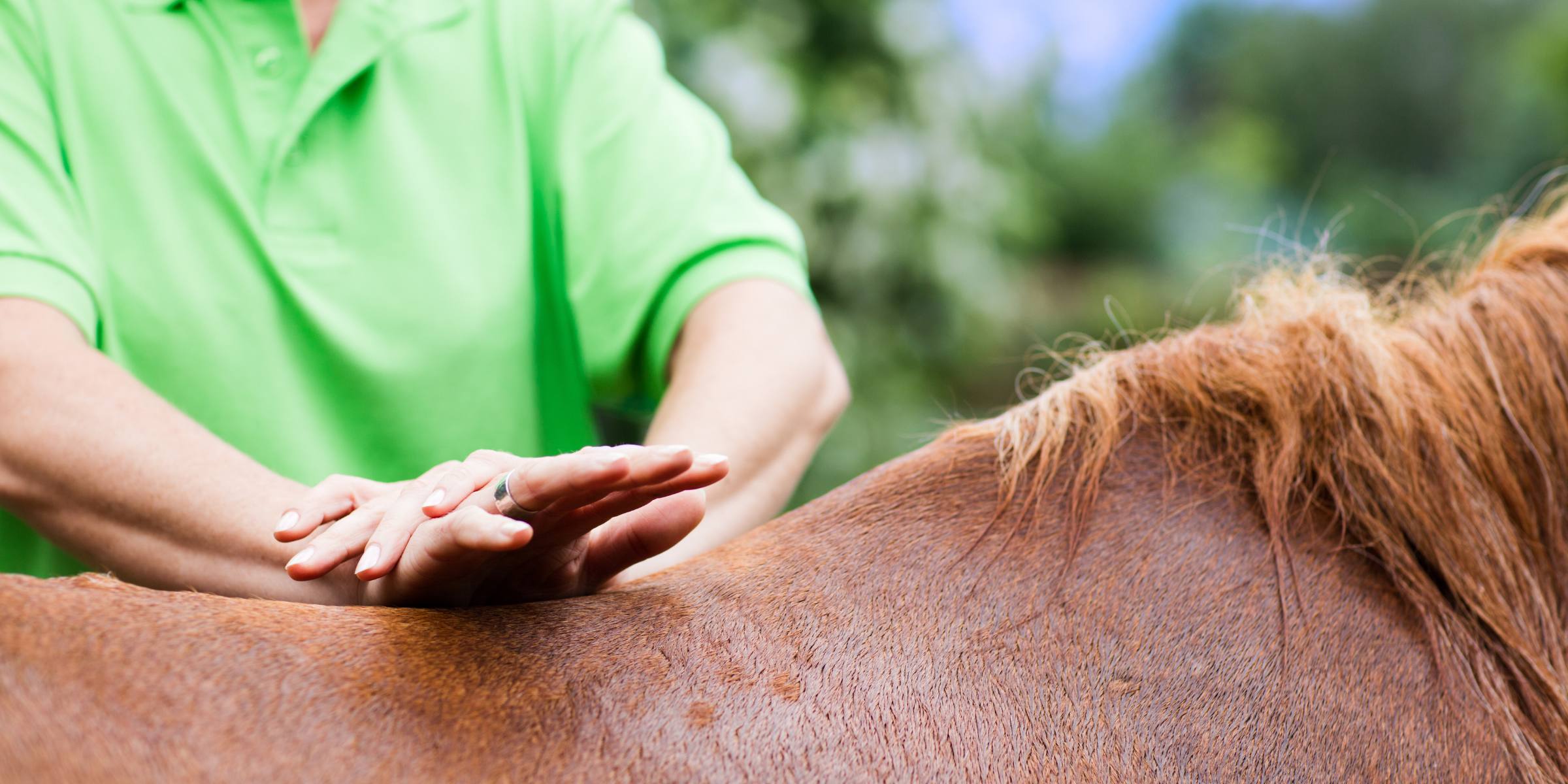 chiropractic care for horses relieves joint pain and back pain