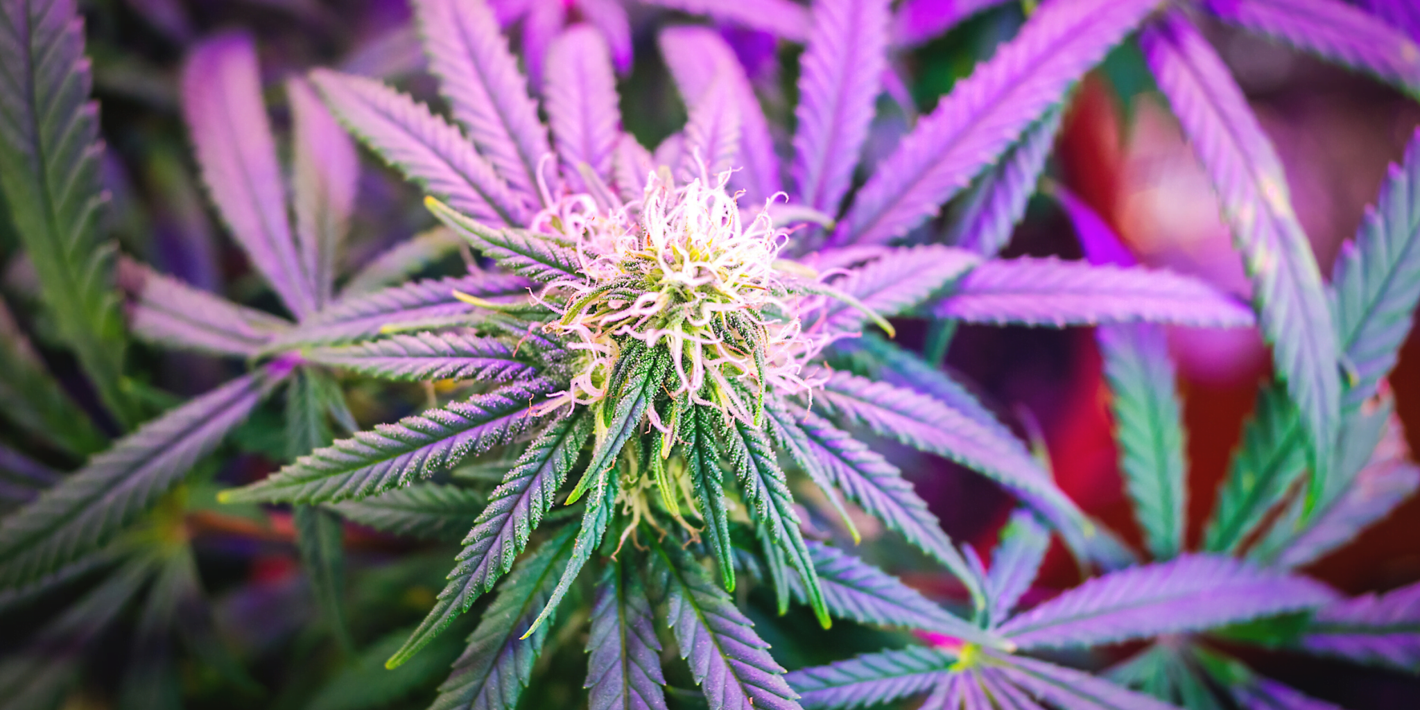 cannabis clinical research studies for fibromyalgia pain and fatigue