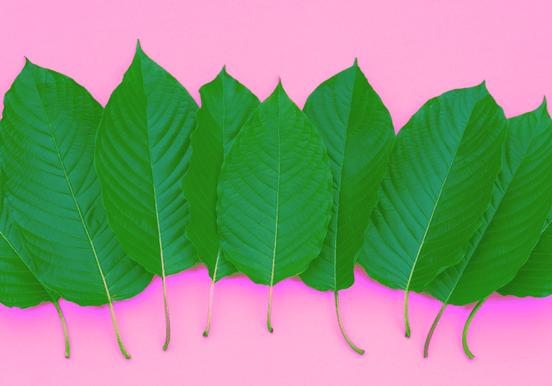 whole kratom leaves pink background