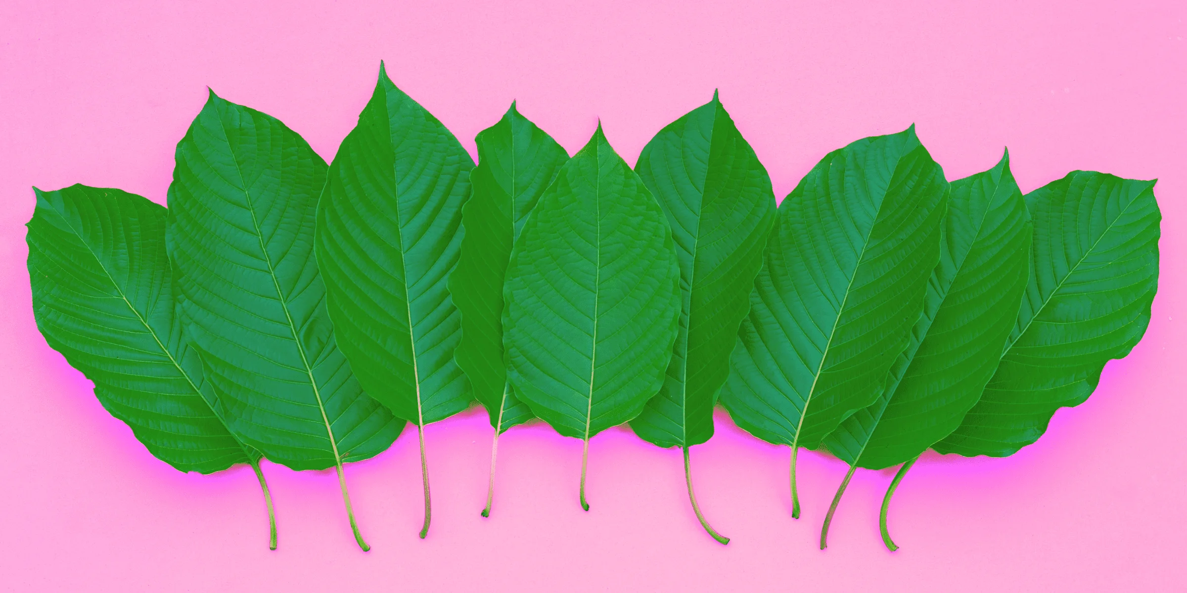 whole kratom leaves pink background