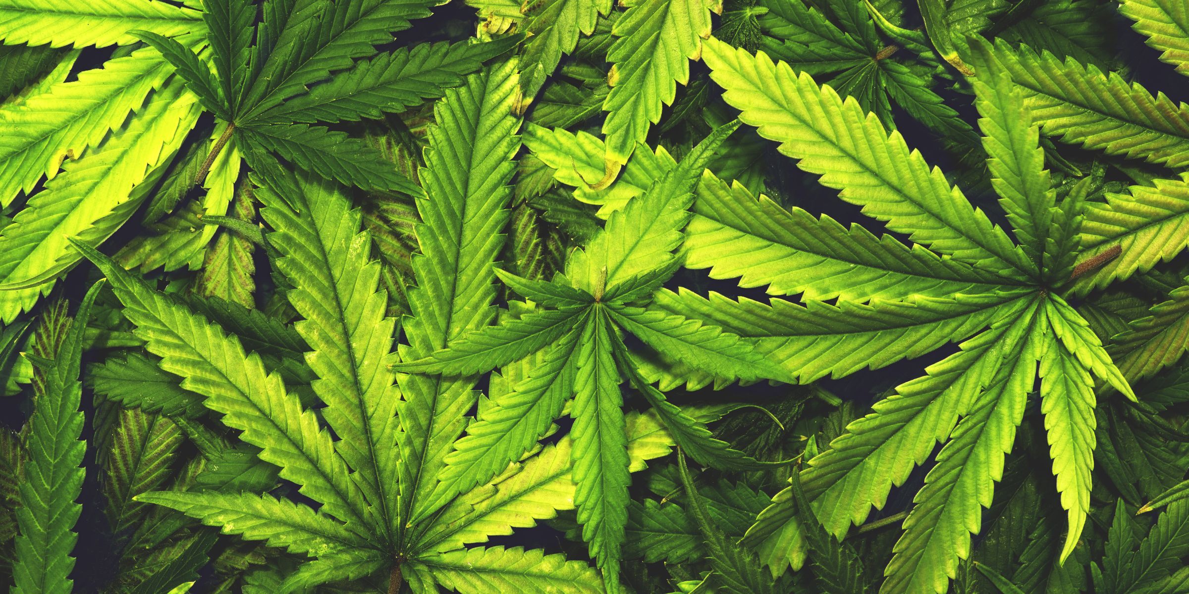 CBD from hemp and marijuana plants has many health benefits