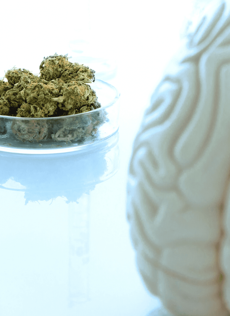 brain mental health medical marijuana cannabis