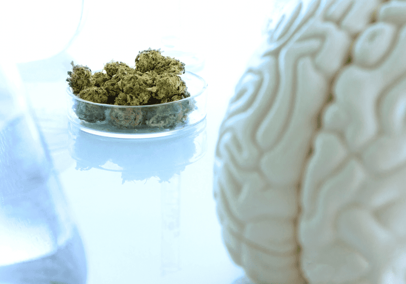brain mental health medical marijuana cannabis