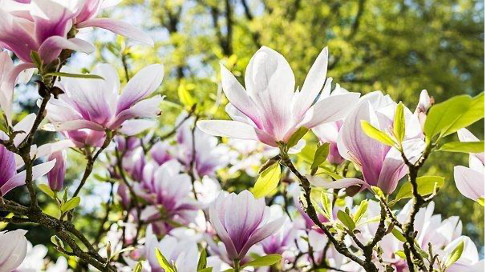 magnolia bark is a natural sleep remedy