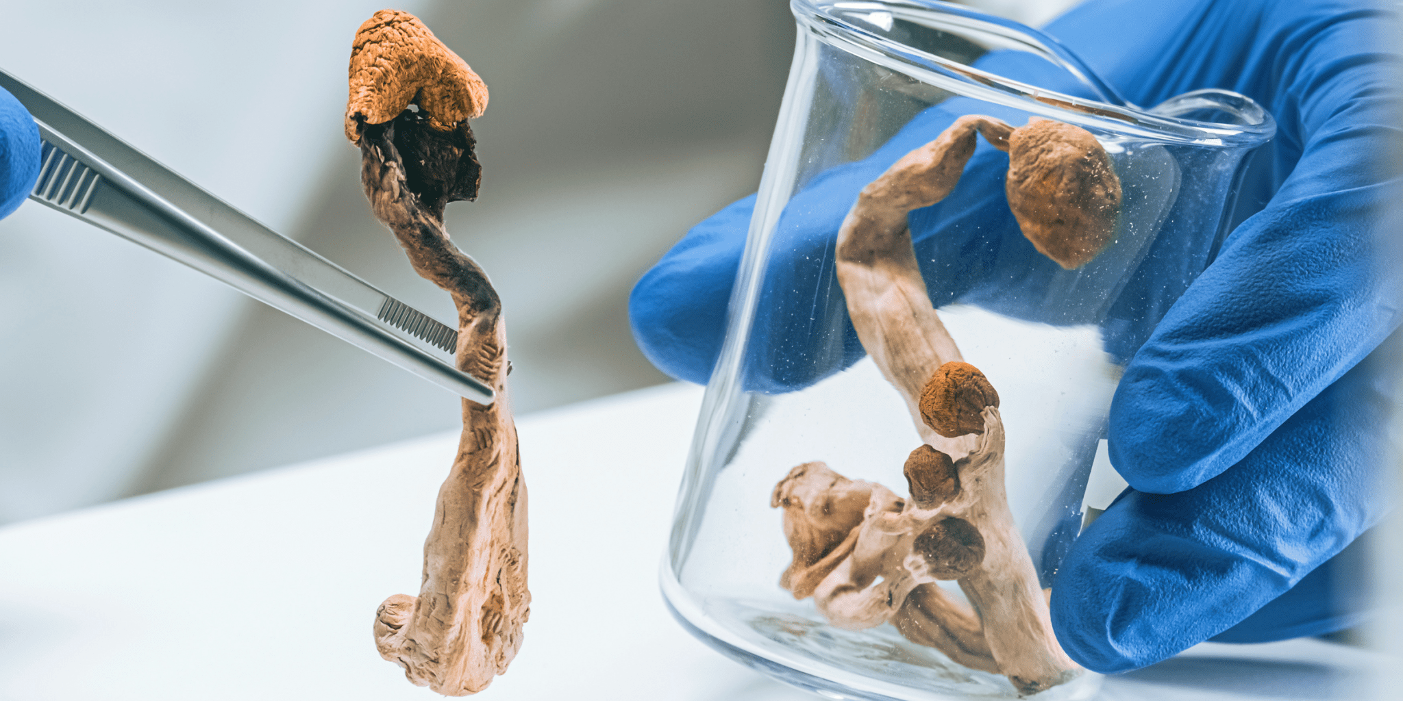 scientist researching psilocybin in psychedelic mushrooms