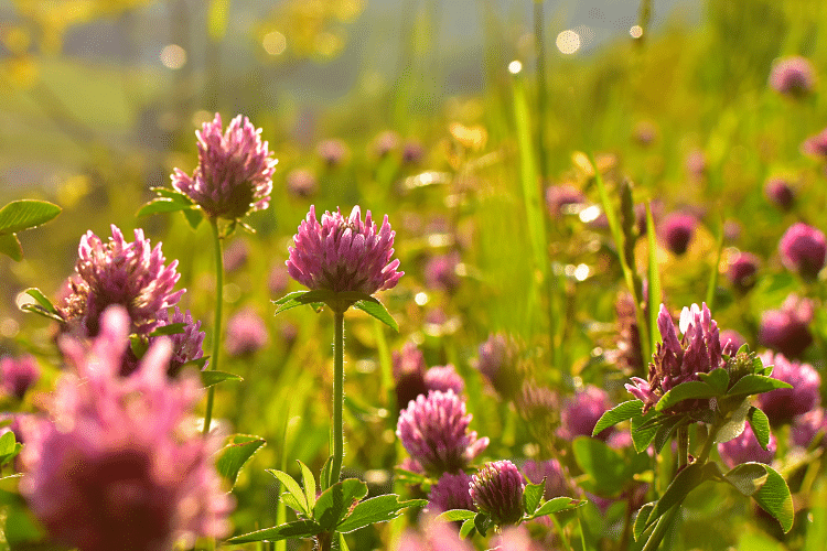 red clover herb makes you get pregnant accidently