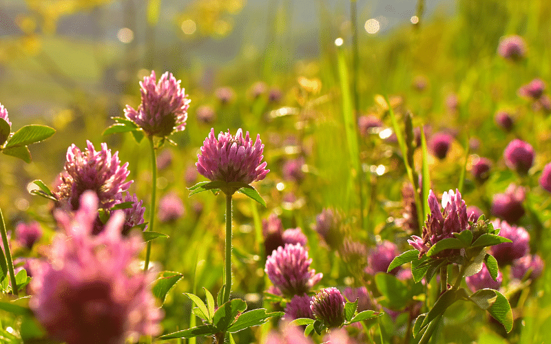 red clover herb makes you get pregnant accidently