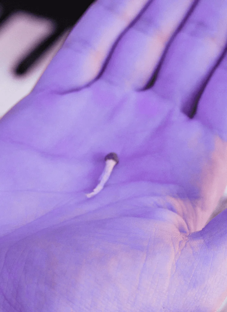 getting high on psychedelic mushrooms during coronavirus shutdown in your messy room
