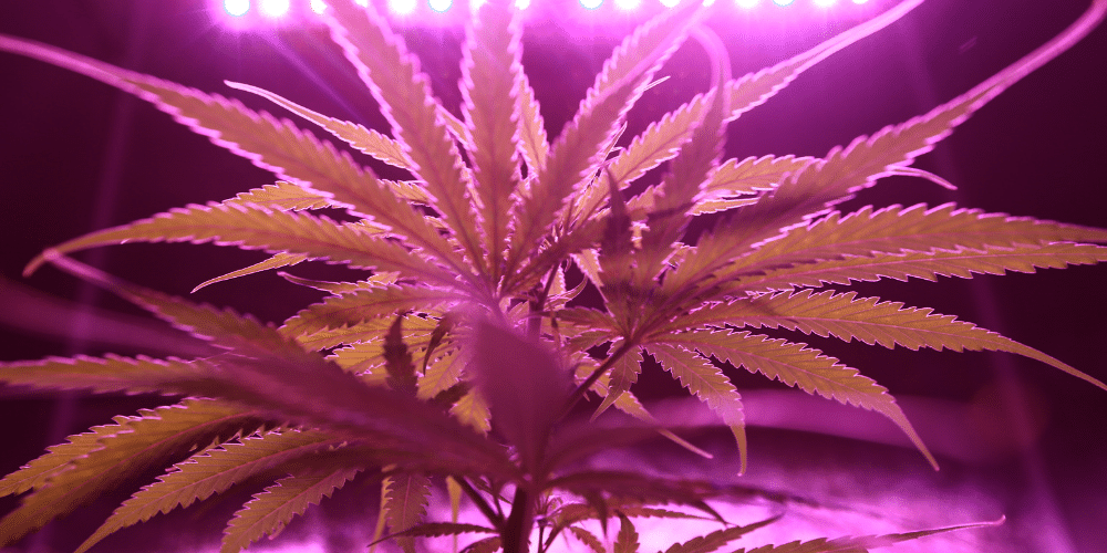 tangerine strain of cannabis under lights