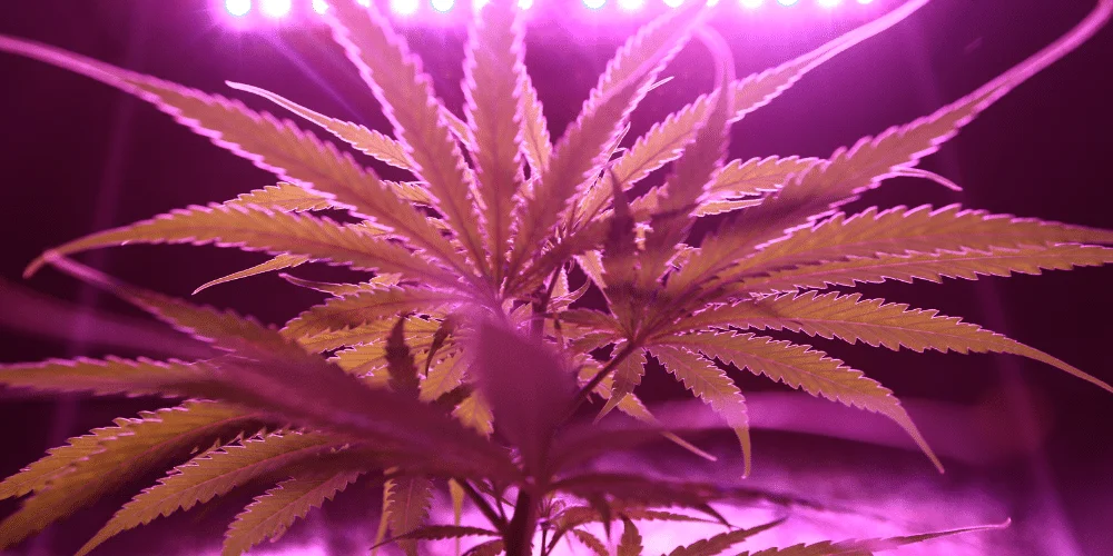 tangerine strain of cannabis under lights