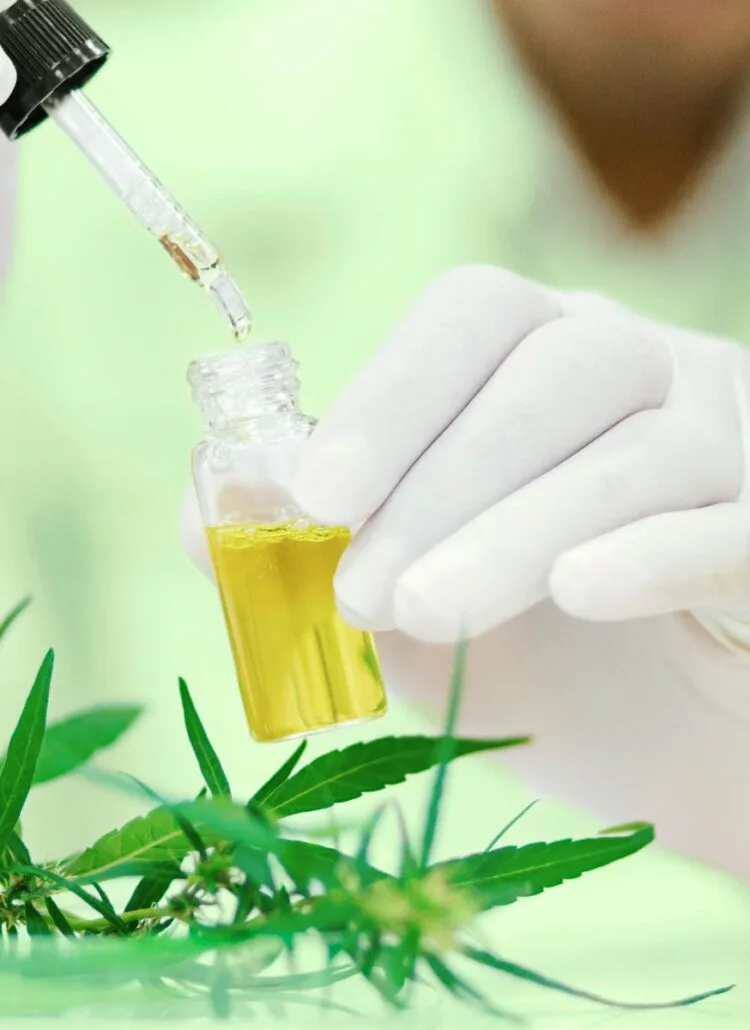 scientist studying CBN and 7-OH in the lab for medicinal properties