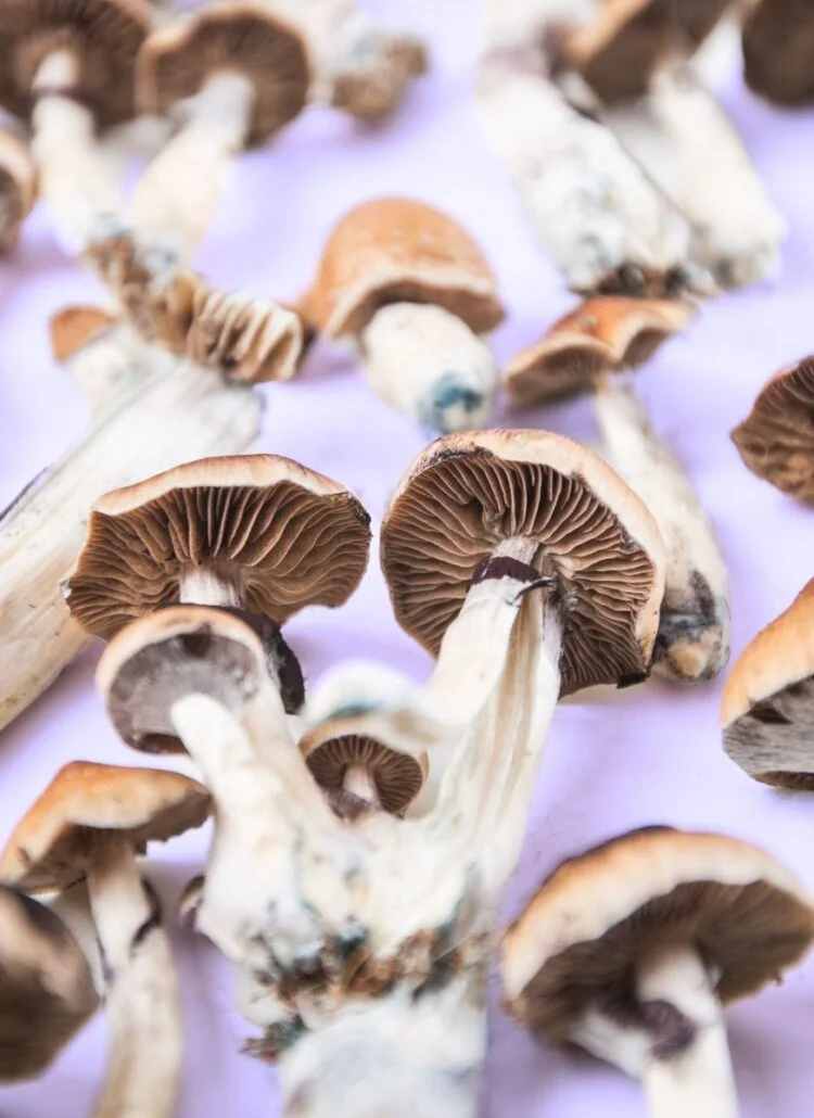 Psychedelic mushrooms being dried to be eaten for healing purposes