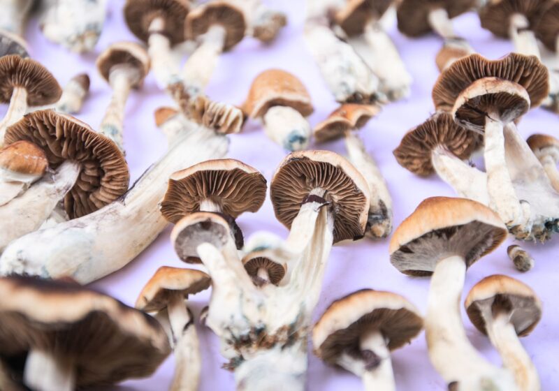 Psychedelic mushrooms being dried to be eaten for healing purposes