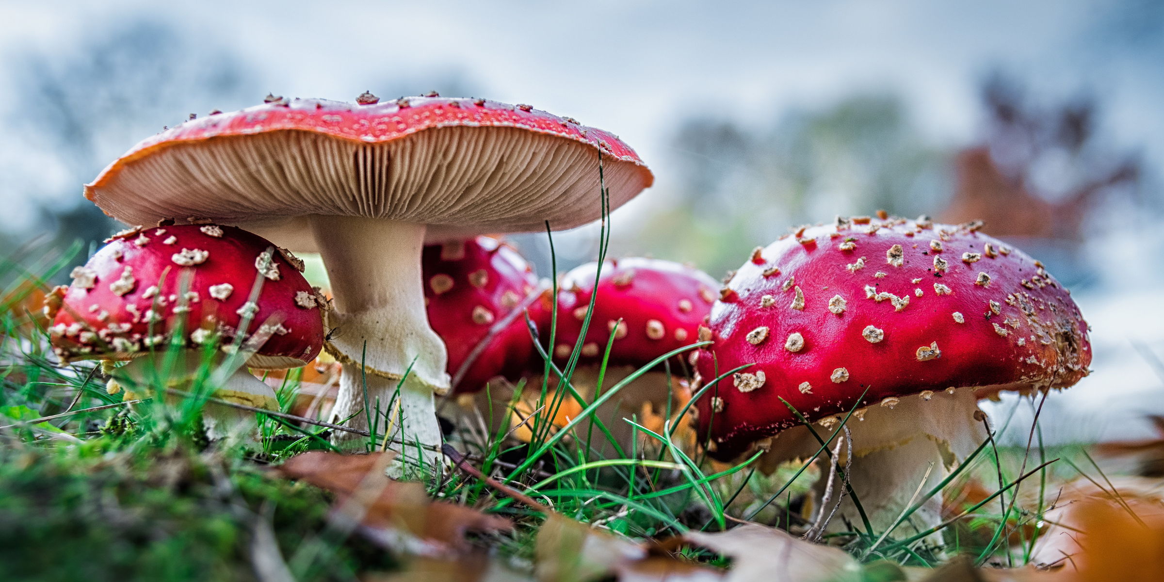 red and white amanita mushrooms psychedelic relaxing fly agaric