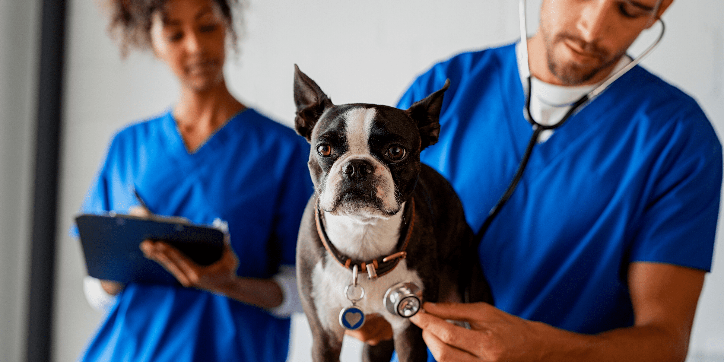 vet testing aging dogs for safety of cbd oil for senior pets