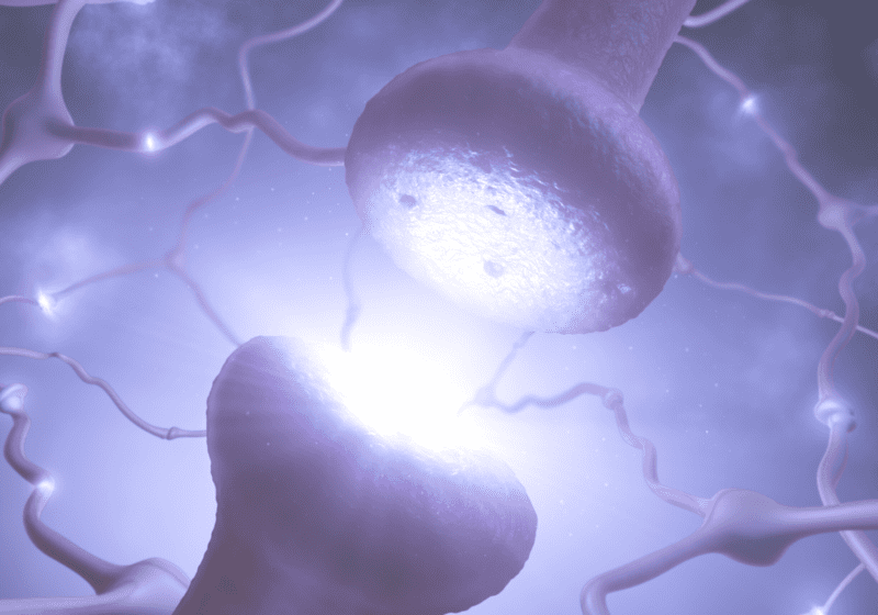 neurons endocannabinoid system signaling