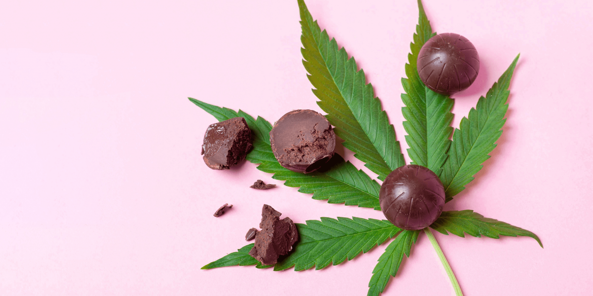 chocolate weed edibles on cannabis leaf pink background