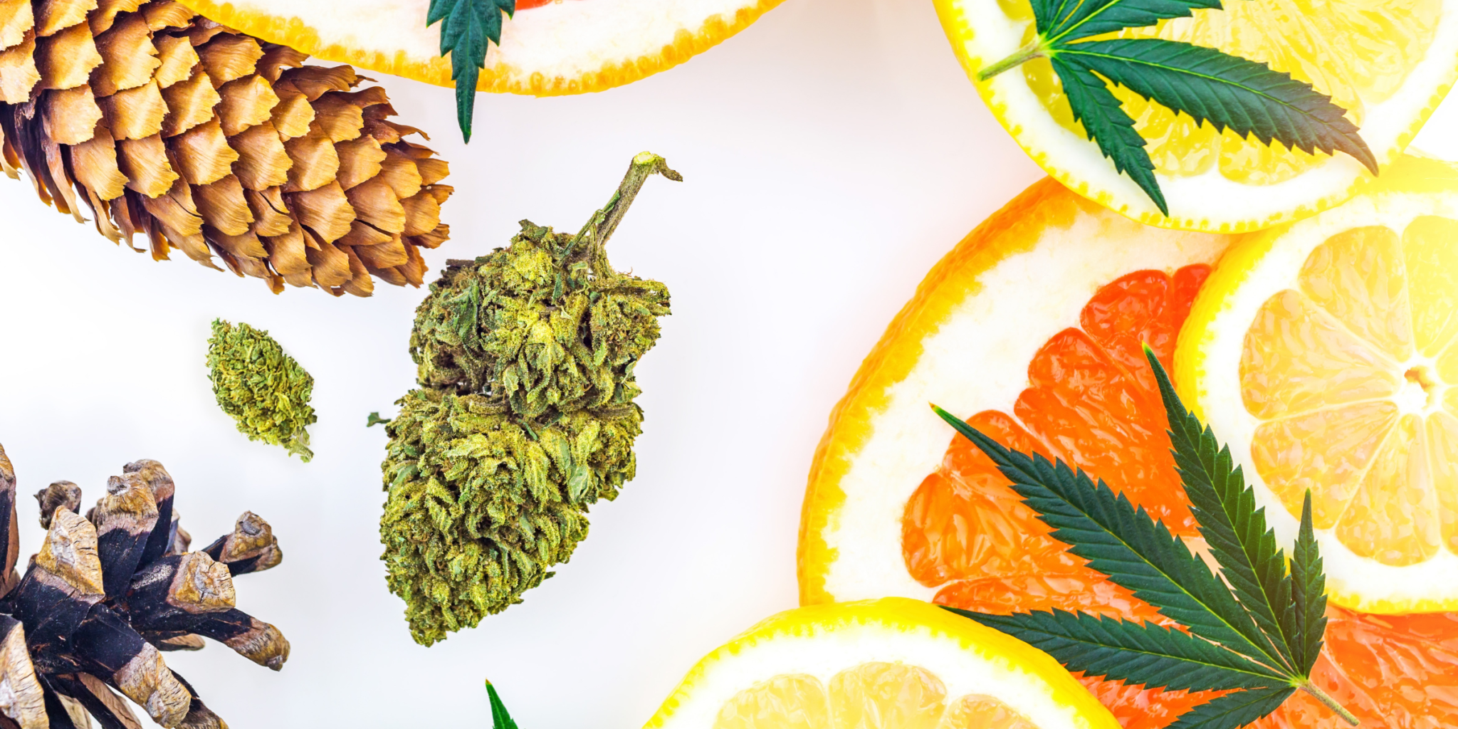 pot leaf orange lemon cannabis terpene smell flavor