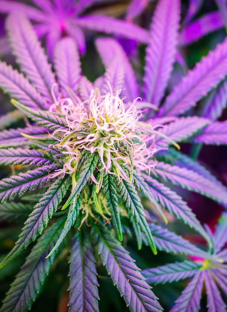 purple marijuana weed thc cannabis