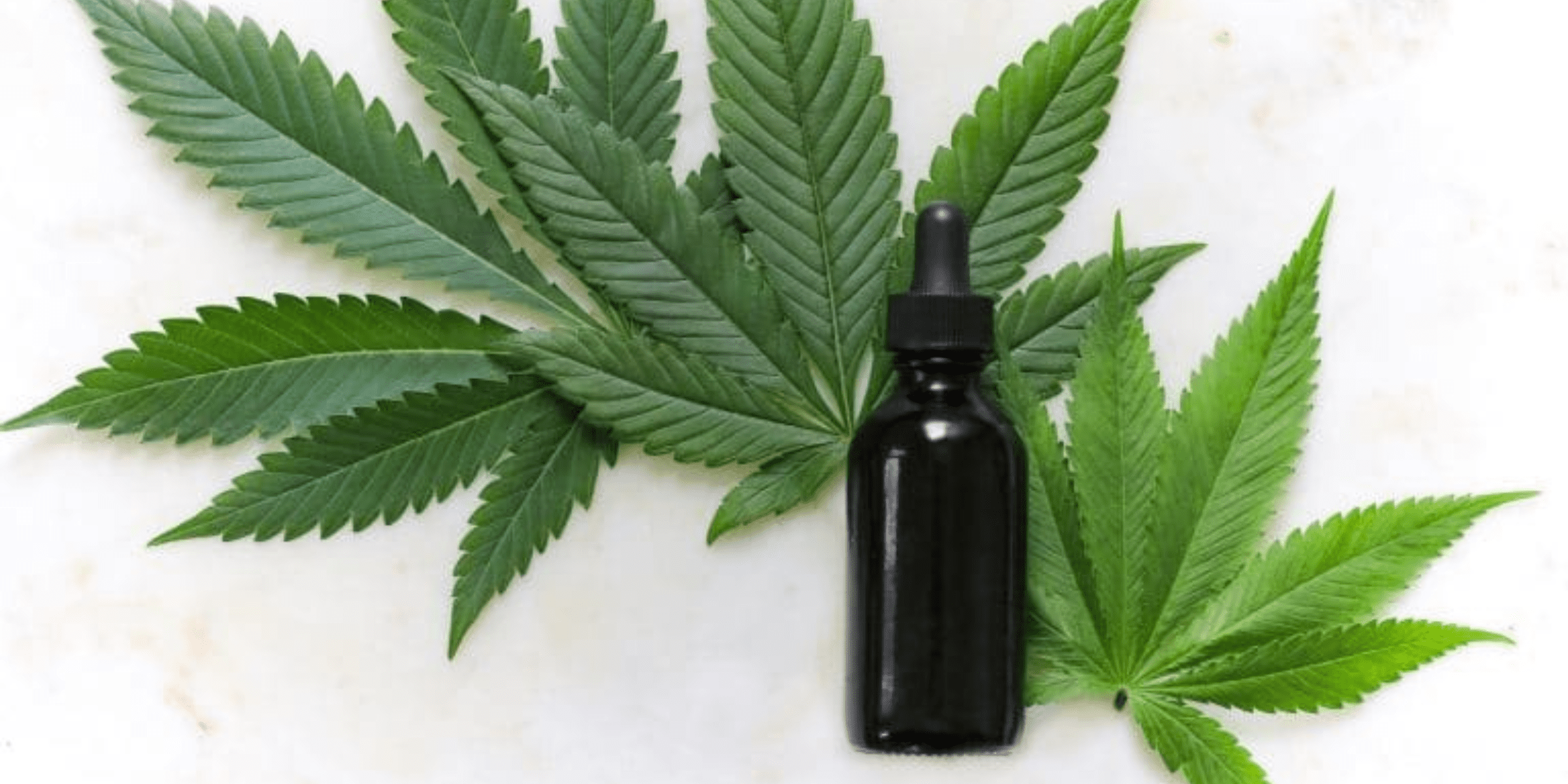 CBD oil tincture with pot leaves