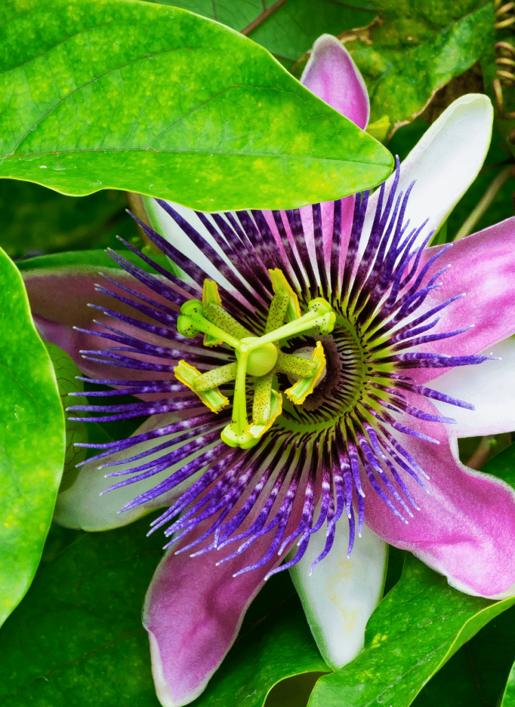 anxiety relief with natural herbs passion flower