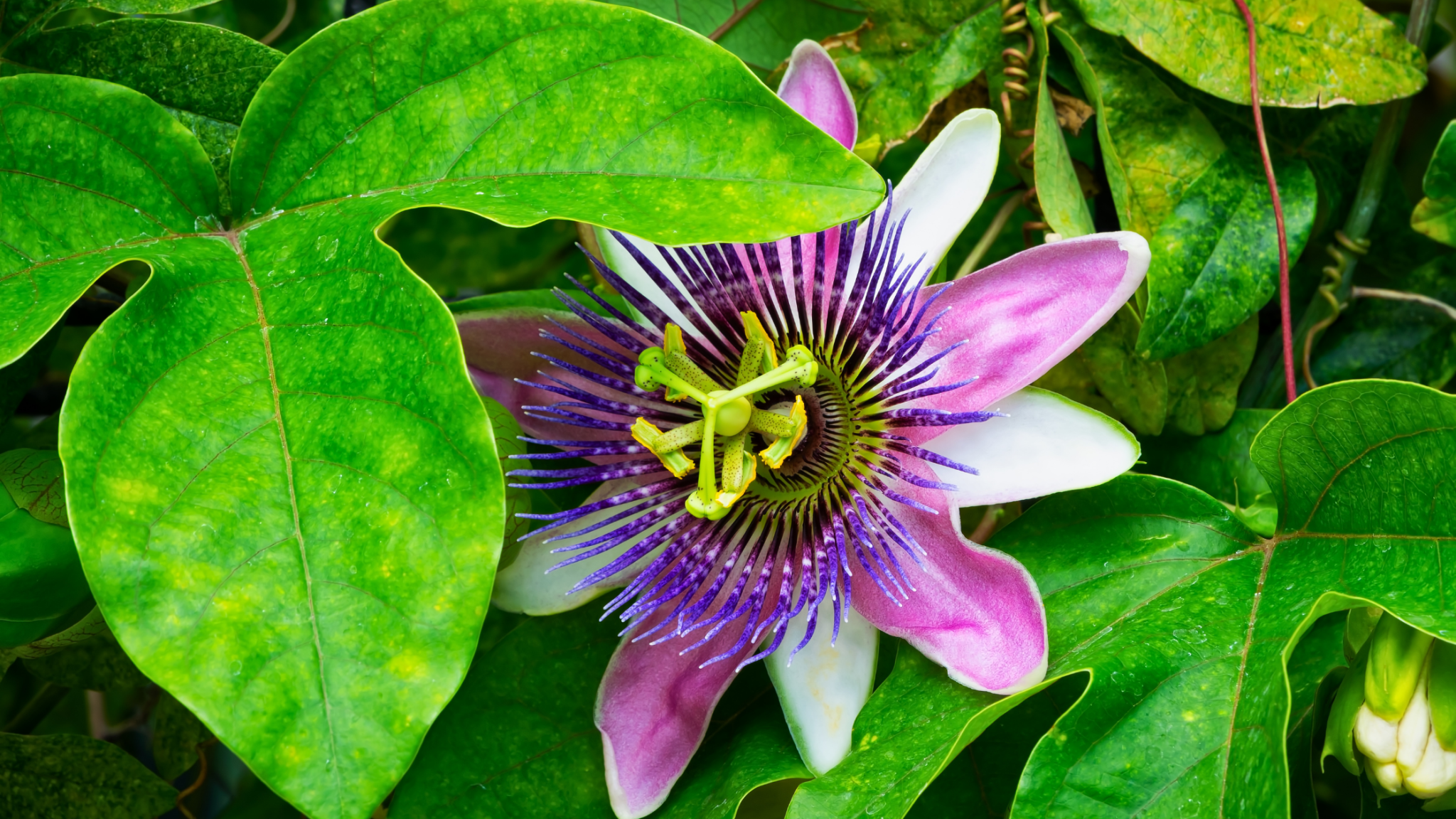 passionflower is one of the herbs to relieve anxiety